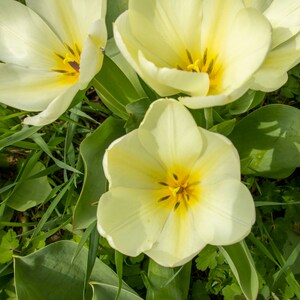 Flowers in Springtime