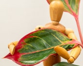 Red Algaonema ROOTED Live House Plant - AKA Feng Shui Lucky Plant, Siam Aurora Chinese Evergreen, Modern Beginner 39 s Houseplant