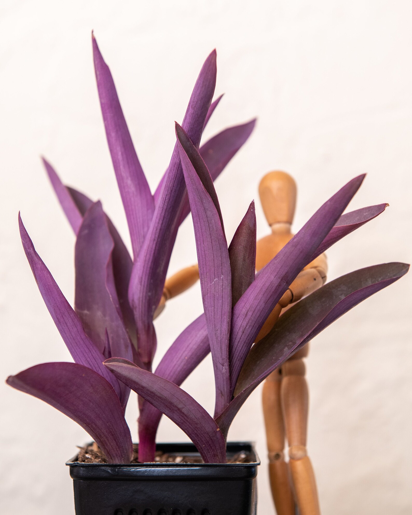 3 Purple Heart Plants ROOTED or CUTTINGS Tradescantia Etsy 3 Purple Heart Plants ROOTED or CUTTINGS Tradescantia Etsy