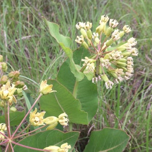 Asclepias amplexicaulis - Clasping milkweed 20 seeds!