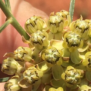 Asclepias Engelmanniana Engelmann's milkweed 10 seeds image 5