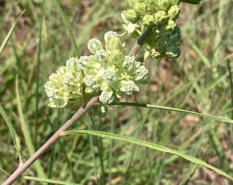 Asclepias stenophylla - Slimleaf milkweed 20 seeds!