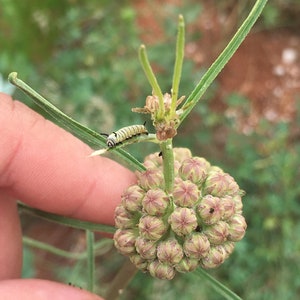 Asclepias Engelmanniana Engelmann's milkweed 10 seeds image 2