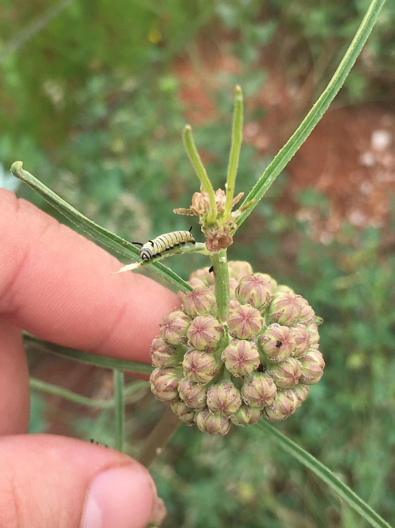 Asclepias Engelmanniana Engelmann's milkweed 10 seeds image 2