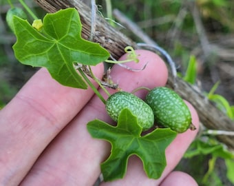 Melothria pendula - Creeping Cucumber 30 seeds