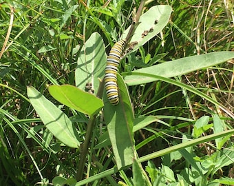 Asclepias viridis (50/100/200 seeds)- Green antelope horn milkweed seeds !