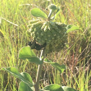 Asclepias viridiflora - Comet milkweed 20 seeds!