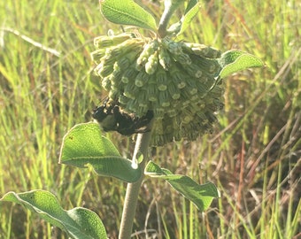 Asclepias viridiflora - Comet milkweed 20 seeds!