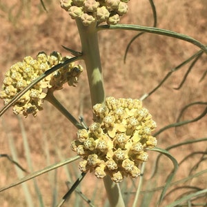 Asclepias Engelmanniana Engelmann's milkweed 10 seeds image 1