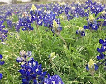 Texas Blue Bonnet - Lupinus texensis 100+ seeds