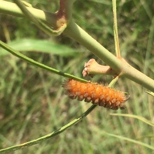 Asclepias Engelmanniana Engelmann's milkweed 10 seeds image 3