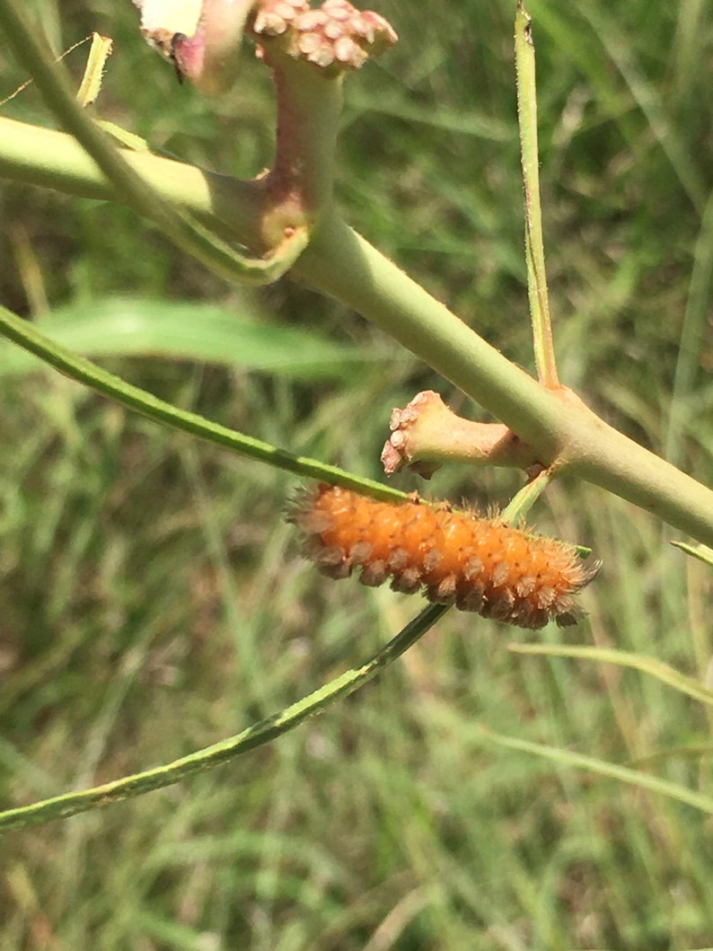 Asclepias Engelmanniana Engelmann's milkweed 10 seeds image 3