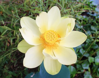 American lotus - Nelumbo lutea 20 seeds