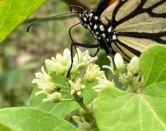 Cynanchum laeve- Honey vine or Milkweed vine 40 seeds!