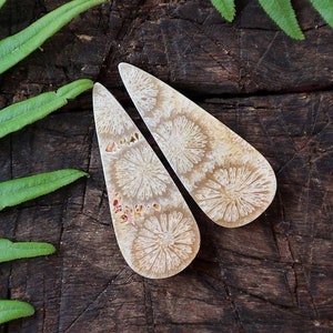 Puede incluir: Dos cabujones de coral pulido en forma de lágrima, con intrincados patrones florales en tonos beige y crema. Los cabujones se exhiben sobre una superficie de madera oscura y envejecida, con hojas de helecho verdes en el fondo. Ideales para la creación de joyas.