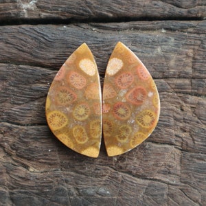 Puede incluir: Dos piezas de coral fosilizado en forma de lágrima, cada una con un patrón único de remolinos marrones, naranjas y blancos. El coral está pulido y liso.