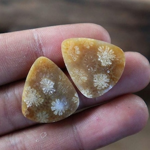 Könnte beinhalten: Zwei dreieckige, versteinerte Korallen-Cabochons mit hellbraunem Hintergrund und weißen Korallenmustern.