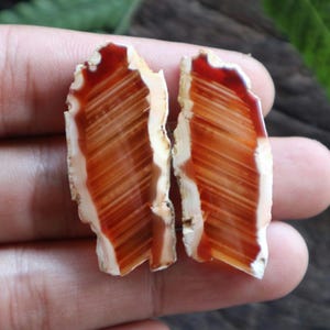 May include: Two polished agate slices. The agate features bands of orange, brown, and white, with a reddish-brown border. The natural stone has a rough, uneven edge and a polished, smooth surface. The slices are displayed against a blurred background.