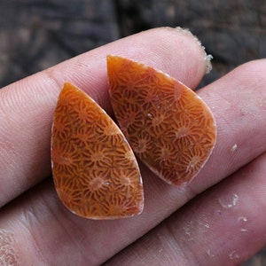 Par de corales fosilizados / Cabujones de coral agatizado natural para joyería / Piedra preciosa fósil única / Cristal curativo / Regalo para roca