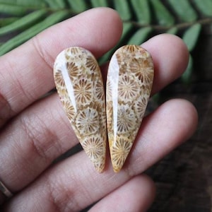 May include: Two teardrop-shaped fossilized coral cabochons with a light brown and white pattern. The cabochons are smooth and polished.
