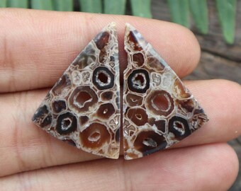 Natural Fossil Coral Cabochon Pair Cabochon For Silversmithing