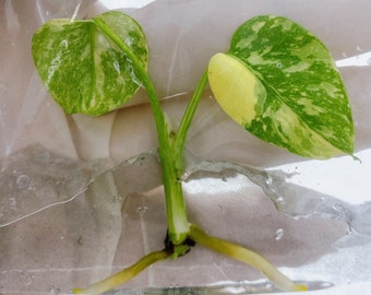 Monstera Thai Constellation - Tissue Culture - Variegated Monstera Deliciosa