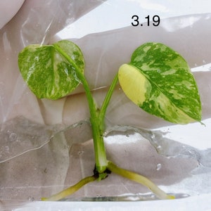 Monstera Thai Constellation - Tissue Culture - Variegated Monstera Deliciosa