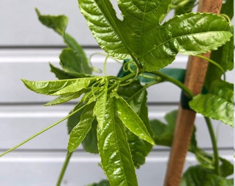 Passionfruit 3-6ft + tall live plant vine in 1, 5 Gallon containers passiflora edulis - varieties Frederick, Nancy Garrison, Red Rover