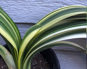 Variegated Clivia -  large 1 gallon orange  clivia miniata - rare variegated leaves