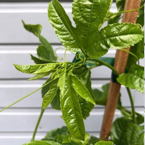 Passionfruit 3-6ft + tall live plant vine in 1, 5 Gallon containers passiflora edulis - varieties Frederick, Nancy Garrison, Red Rover