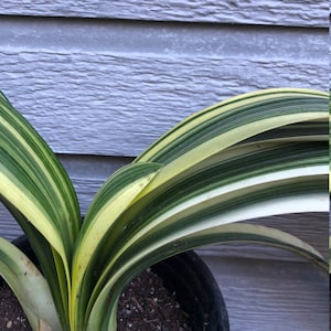 Variegated Clivia -  large 1 gallon orange, yellow  clivia - rare variegated leaves