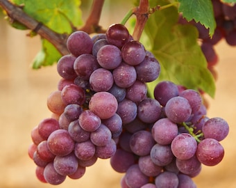 Wine grapes, live plant - chardonnay, cabernet sauvignon, pinot noir, sauvignon blanc, syrah california vineyard grape vines