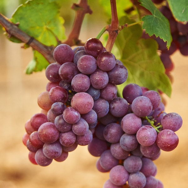 Wine grapes, live plant - chardonnay, cabernet sauvignon, pinot noir, sauvignon blanc, syrah california vineyard grape vines