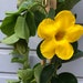 see more listings in the Tropical Flowers section