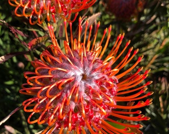 Pin cushion Flower - Leucospermum Tango , Jester, Sunrise, Veldfire, Scarlet drought and salt tolerant ,desert protea in 12in container