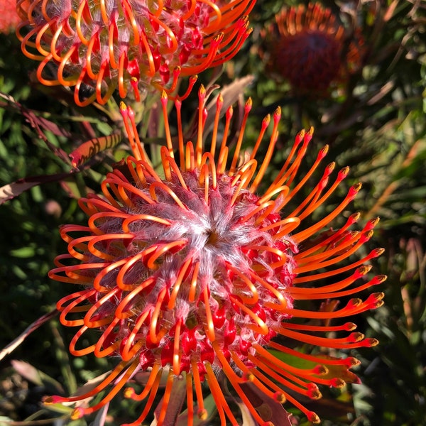 Pin cushion Flower - Leucospermum Tango , Jester, Sunrise, Veldfire, Scarlet drought and salt tolerant ,desert protea in 12in container