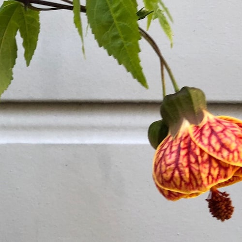 Abutilon Pictum Tiger Eye Japanese Lantern Flowering Maple Etsy