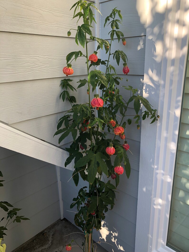 Chinese Lantern 2 4ft. Abutilon Pictum Tiger Eye Japanese Etsy