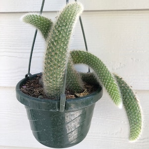 Monkey Tail cactus -- Hildewintera Aurespina Cleistocactus winteri colademononis