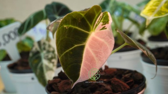 Alocasia Black Velvet Variegated - Albo, Ninja, Ninja Splash