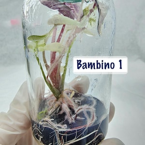 Alocasia Bambino high  variegation - rare TC plantlet