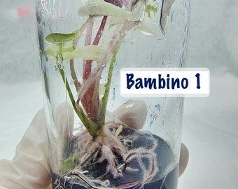Alocasia Bambino high  variegation - rare TC plantlet