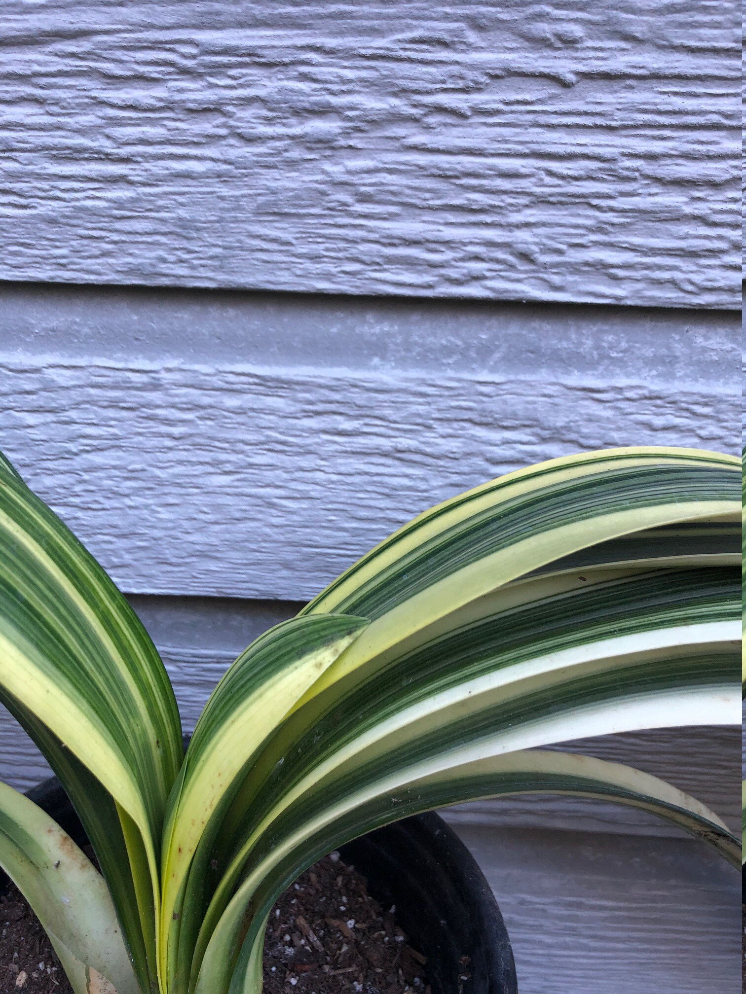 Variegated Clivia - large 1 gallon orange, yellow clivia - rare variegated  leaves