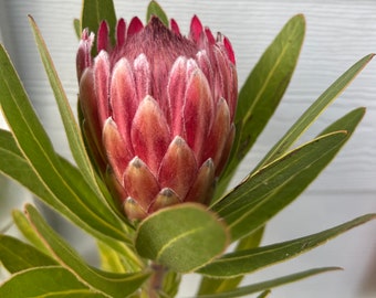 Flowering Protea  - Pink ice , Sylvia red live plant in 3 Gallon grower pot