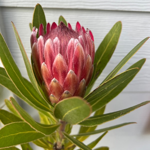 Flowering Protea  - Pink ice , Sylvia red live plant in 3 Gallon grower pot