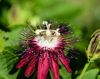 Passion Flower -red flowers 5ft+ live plant vine in 5 Gallon grower pots - Passiflora Lady Margaret