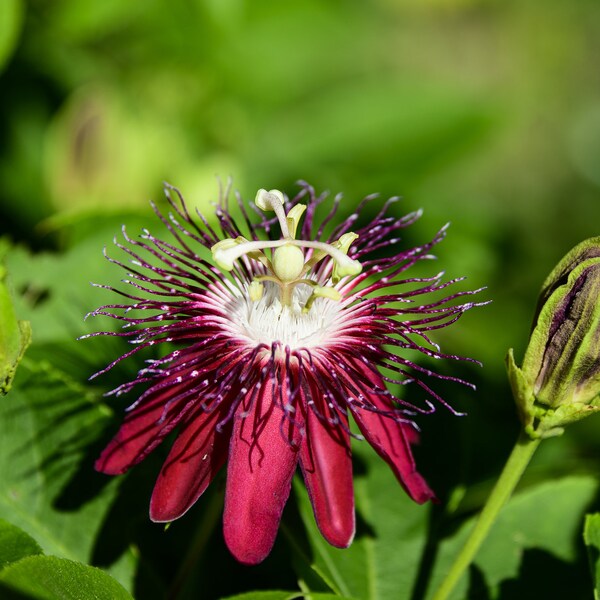 Passion Flower Live Plant Etsy