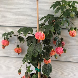 Abutilon pictum Tiger Eye Japanese lantern flowering maple live starter plant zdjęcie 1