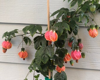 Abutilon pictum Tiger Eye - Japanese lantern flowering maple live starter plant