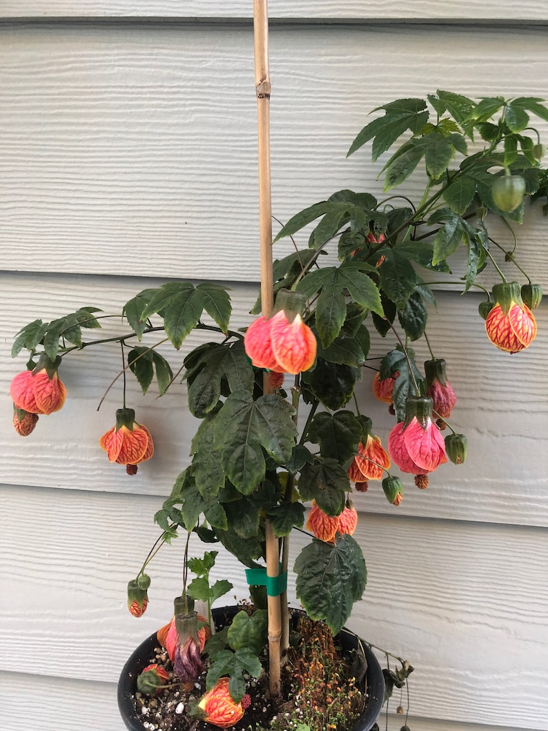 Abutilon pictum Tiger Eye Japanese lantern flowering maple live starter plant zdjęcie 1